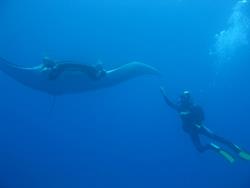Cape Verdes Dive Centre - Sal Island. Manta.